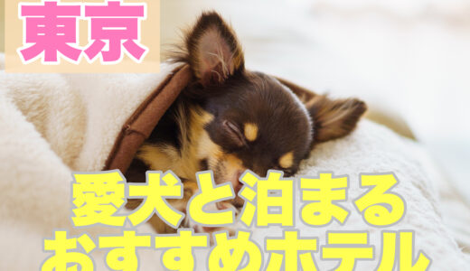 東京で愛犬と一緒に宿泊！ペットと一緒に泊まるおすすめラグジュアリーホテル３選！