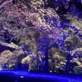 埼玉のおすすめイルミネーション！森林公園『紅葉見ナイト』関東紅葉・ライトアップ情報