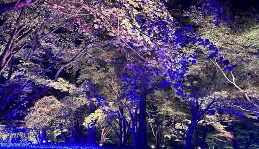 埼玉のおすすめイルミネーション！森林公園『紅葉見ナイト』関東紅葉・ライトアップ情報
